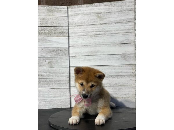 Shiba Inu-Dog-Female-Red-4871-Petland Knoxville, Tennessee