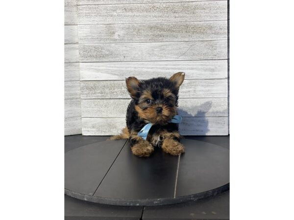Yorkshire Terrier Dog Female blk and tan 4876 Petland Knoxville, Tennessee