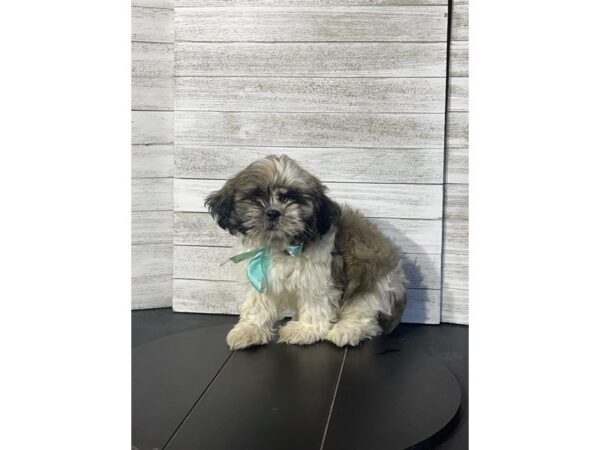 Shih Tzu-Dog-Male-Fawn-4878-Petland Knoxville, Tennessee