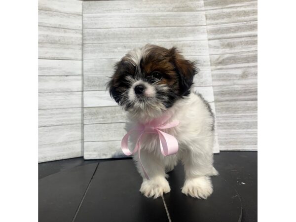 Shih Tzu Dog Female Sable / White 4881 Petland Knoxville, Tennessee