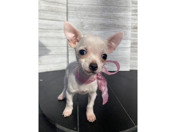 Chihuahua-Dog-Female-Cream-4880-Petland Knoxville, Tennessee