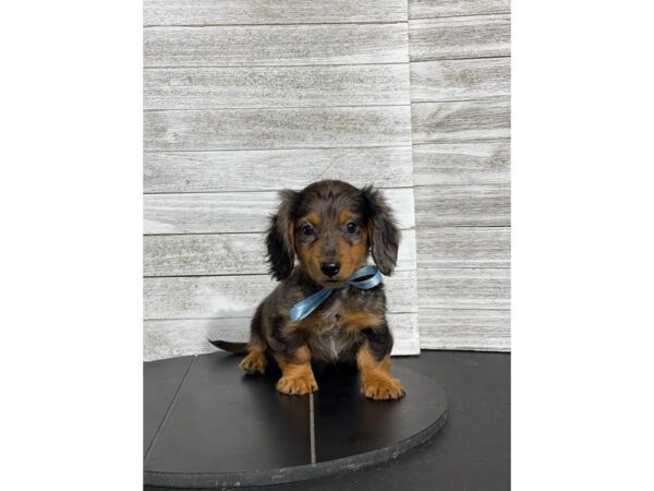Dachshund-Dog-Male-Blue dppl-4891-Petland Knoxville, Tennessee