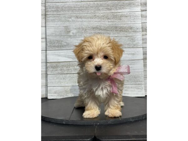 Havanese Dog Female Red Sable 4890 Petland Knoxville, Tennessee