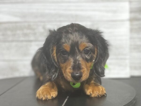 Dachshund-Dog-Male-Silver dapple-4892-Petland Knoxville, Tennessee