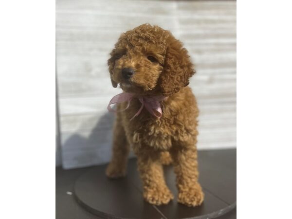 Mini Goldendoodle-Dog-Female-red-4894-Petland Knoxville, Tennessee