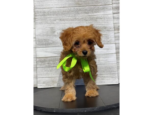 Cavapoo-Dog-Female-Red-4886-Petland Knoxville, Tennessee
