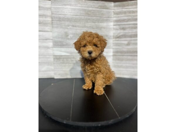 Poodle Mini-Dog-Male-Red-4895-Petland Knoxville, Tennessee