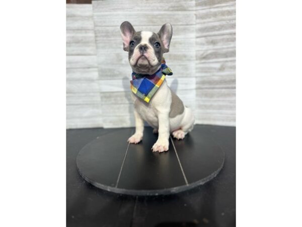 French Bulldog-Dog-Male-Blue / White-4893-Petland Knoxville, Tennessee