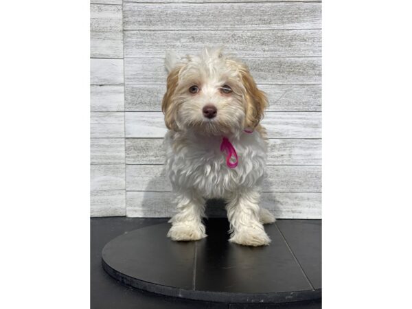 Havanese-Dog-Female-Chocolate Sabled Gold-4898-Petland Knoxville, Tennessee