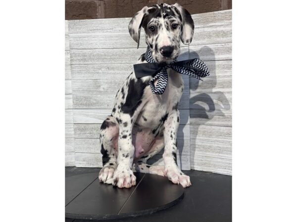 Great Dane Dog Male Harlequin 4901 Petland Knoxville, Tennessee