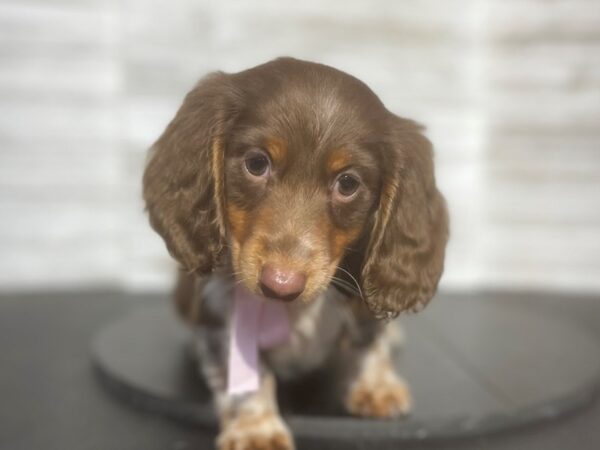 Dachshund Dog Female Brown White / Tan 4904 Petland Knoxville, Tennessee