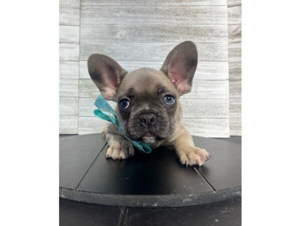 French Bulldog-Dog-Male-Lilac-4916-Petland Knoxville, Tennessee