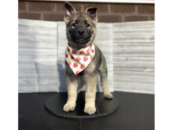 Norwegian Elkhound-Dog-Female-Black / Silver-4919-Petland Knoxville, Tennessee