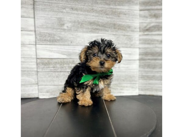 Yorkiepoo Dog Male BLK AND TN 4925 Petland Knoxville, Tennessee