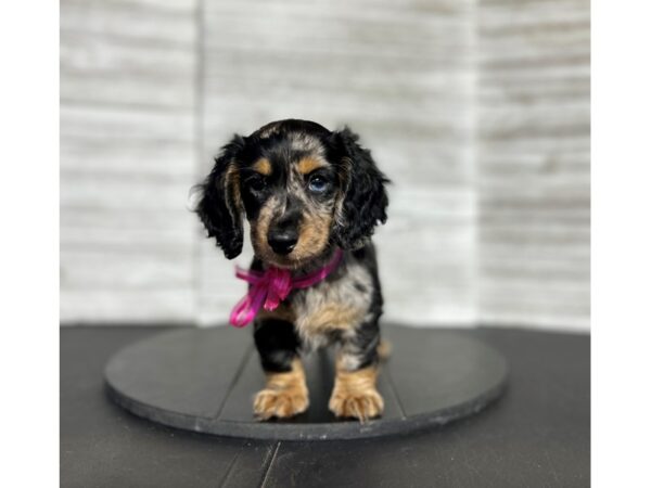 Dachshund Dog Female Black / Silver 4921 Petland Knoxville, Tennessee