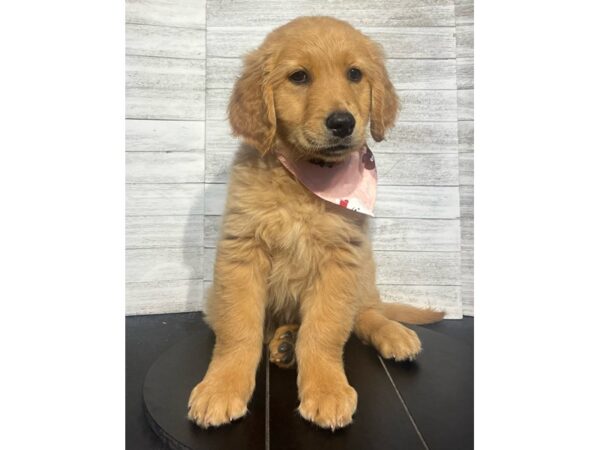 Golden Retriever-Dog-Female-gldn-4933-Petland Knoxville, Tennessee