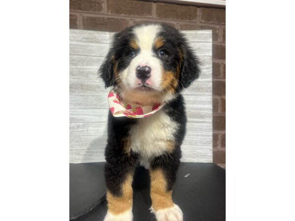 Bernese Mountain Dog-Dog-Female-blk rst & wht-4934-Petland Knoxville, Tennessee
