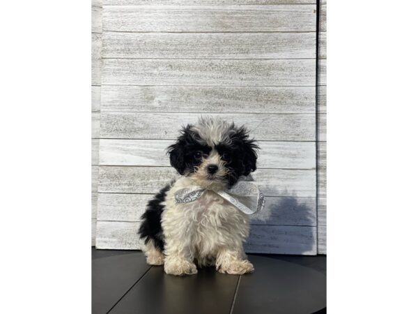 Shihpoo-Dog-Male-Black / White-4879-Petland Knoxville, Tennessee