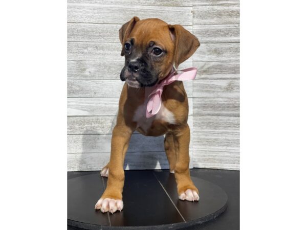 Boxer Dog Female Fawn 4896 Petland Knoxville, Tennessee