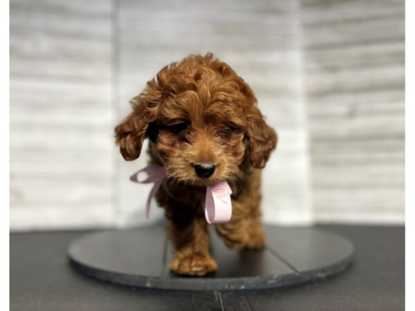 Goldendoodle Mini-Dog-Female-Red-4903-Petland Knoxville, Tennessee