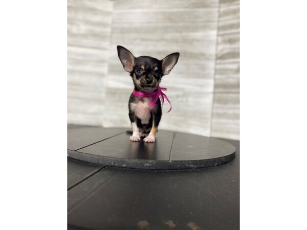 Chihuahua Dog Female BLK TN 4957 Petland Knoxville, Tennessee