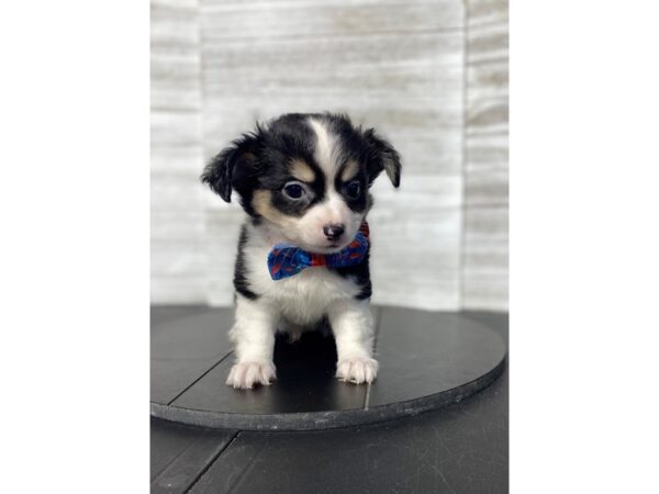 Chihuahua-Dog-Male-BLK WHT-4953-Petland Knoxville, Tennessee