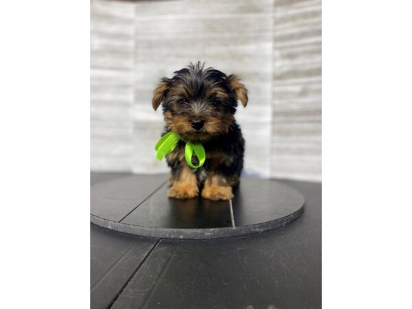 Yorkshire Terrier-Dog-Male-BLK TN-4958-Petland Knoxville, Tennessee