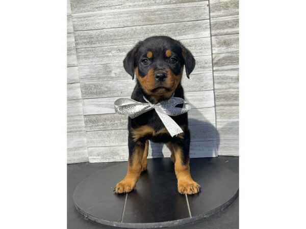 Rottweiler Dog Female Black / Tan 4966 Petland Knoxville, Tennessee