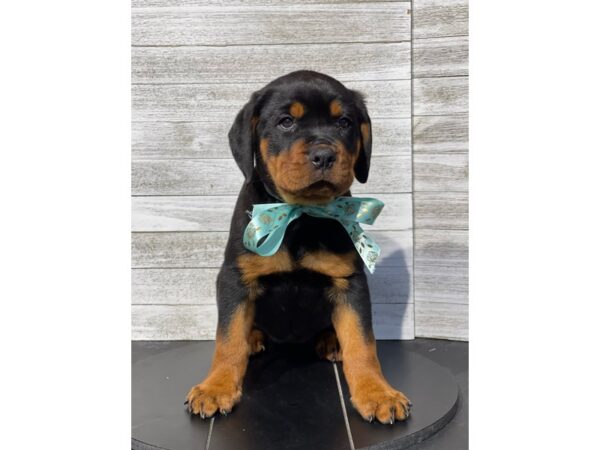 Rottweiler-Dog-Female-Black / Tan-4965-Petland Knoxville, Tennessee