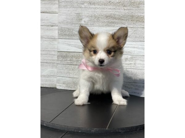 Papillon-Dog-Female-Sable / White-4960-Petland Knoxville, Tennessee