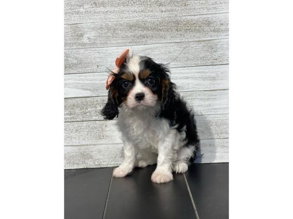 Cavalier King Charles Spaniel-Dog-Female-Tri-Colored-4961-Petland Knoxville, Tennessee