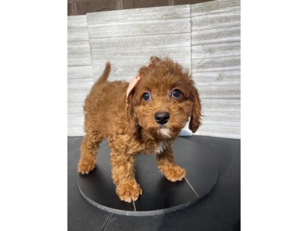Cavapoo-Dog-Female-Red-4977-Petland Knoxville, Tennessee