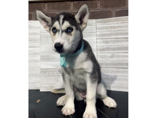 Siberian Husky-Dog-Female-Gray / White-4978-Petland Knoxville, Tennessee