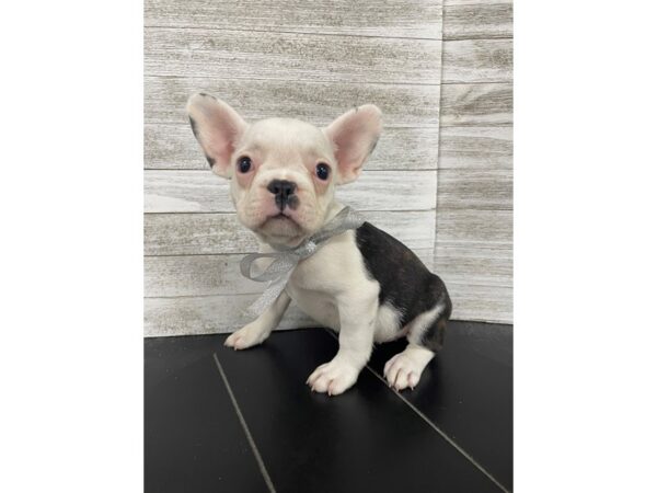 French Bulldog Dog Female Black / White 4974 Petland Knoxville, Tennessee