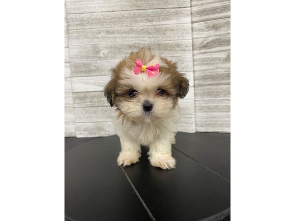 Shih Tzu Dog Female BROWN/WHITE 4972 Petland Knoxville, Tennessee