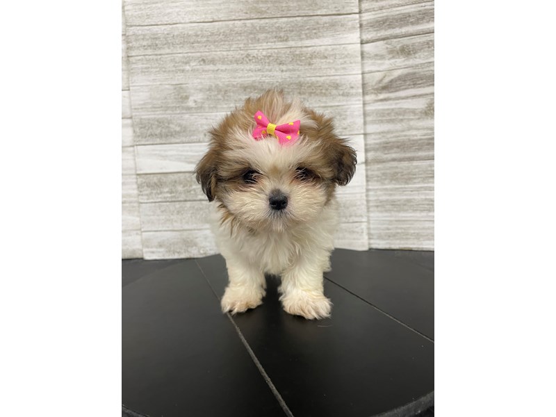 Shih Tzu Puppy BROWN/WHITE ID: 4972 Located at Petland Knoxville