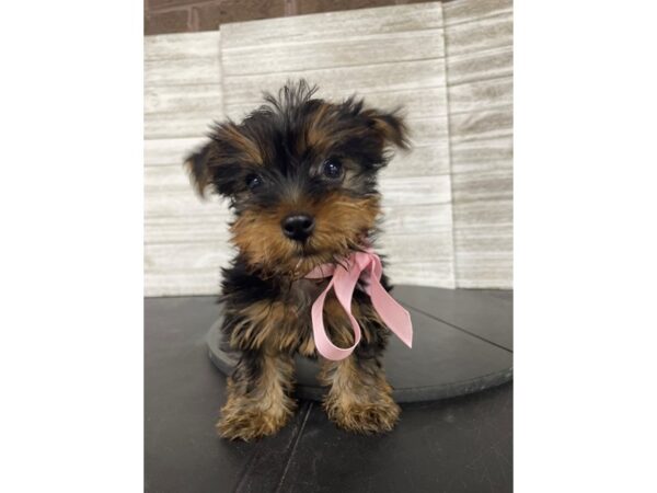Yorkshire Terrier Dog Female Black / Tan 4971 Petland Knoxville, Tennessee