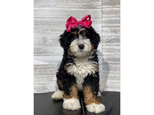 Bernadoodle Dog Female tri 4982 Petland Knoxville, Tennessee