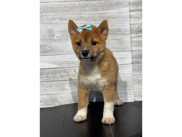 Shiba Inu-Dog-Female-RED WH-4985-Petland Knoxville, Tennessee
