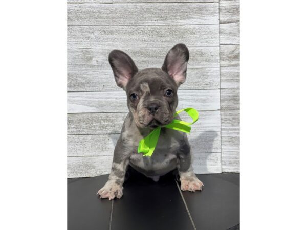 French Bulldog Dog Male Blue Merle 4986 Petland Knoxville, Tennessee