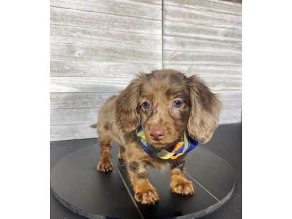 Dachshund-Dog-Male-Brown-4995-Petland Knoxville, Tennessee