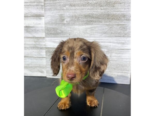 Dachshund Dog Male Brown 4996 Petland Knoxville, Tennessee