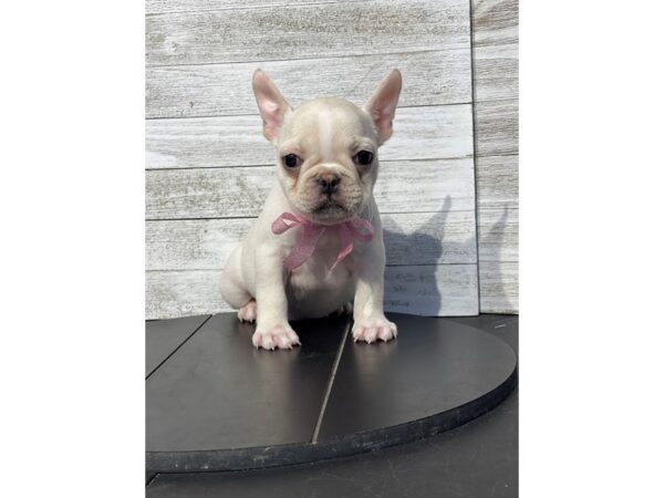 French Bulldog-Dog-Female-cream-4968-Petland Knoxville, Tennessee