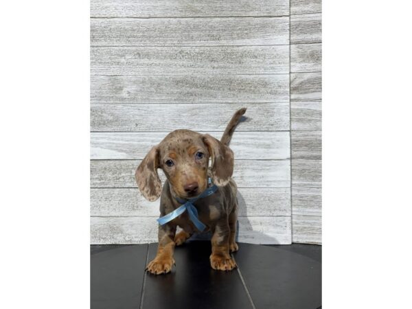 Dachshund Dog Male choco dppl 4970 Petland Knoxville, Tennessee