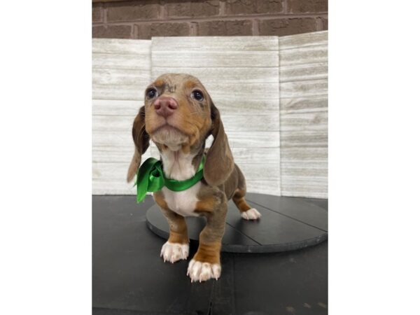 Dachshund-Dog-Male-Isabella / White-4979-Petland Knoxville, Tennessee