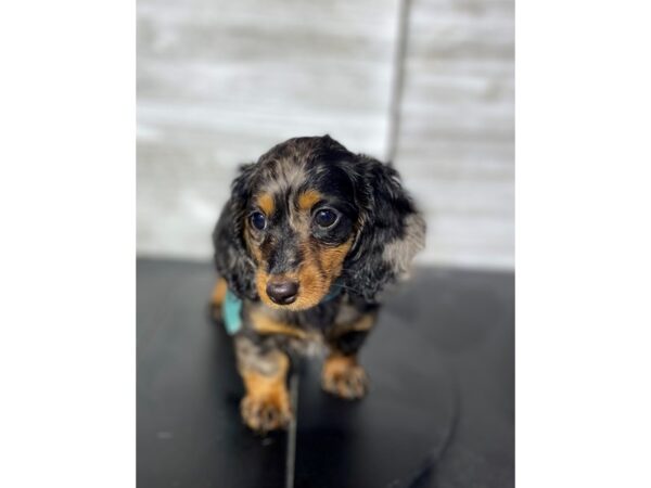 Dachshund-Dog-Female-Blue Silver / Tan-4993-Petland Knoxville, Tennessee