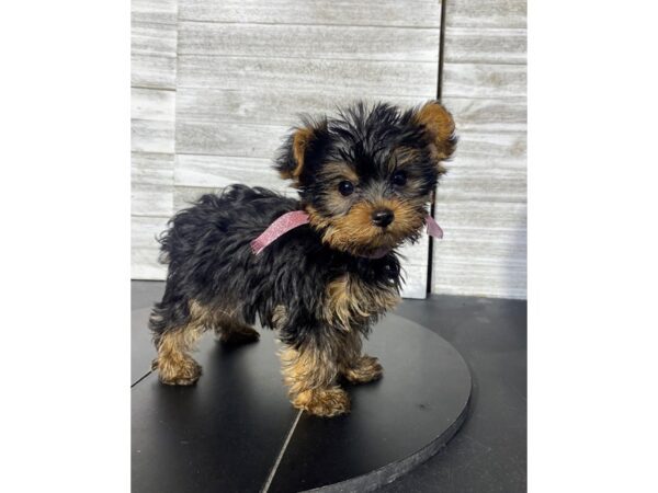 Yorkshire Terrier-Dog-Female-Black / Tan-4991-Petland Knoxville, Tennessee