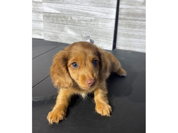 Dachshund-Dog-Female-Chocolate Merle-4994-Petland Knoxville, Tennessee