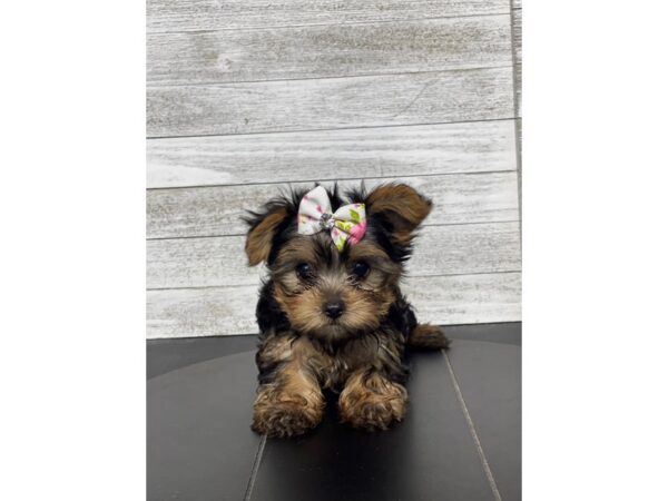 Yorkshire Terrier-Dog-Female-Black / Tan-4999-Petland Knoxville, Tennessee