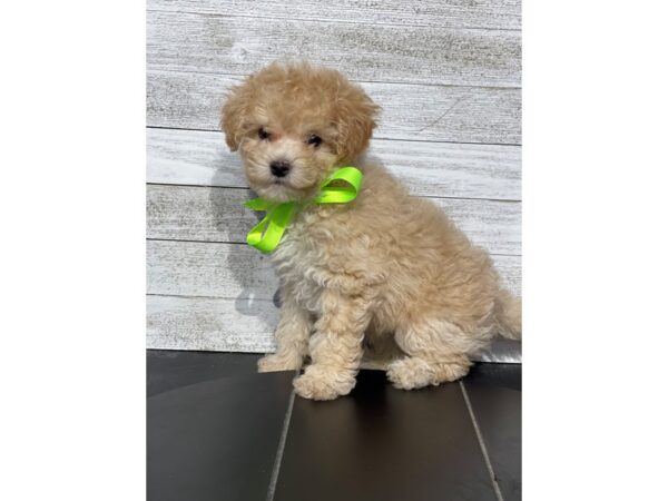 Maltipoo Dog Male Red / White 5005 Petland Knoxville, Tennessee